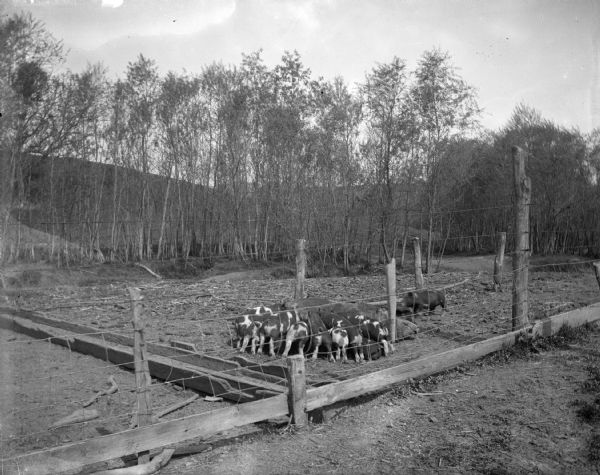 View across fence towards a pigpen, towards a sow and piglets. In the background are trees and a hill in the distance.