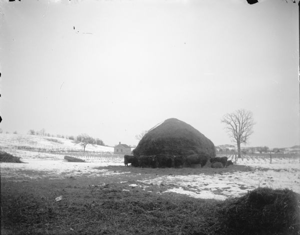 View across field towards a group of cows around a large haystack. There is snow on the ground. In the distance are more fields, a building, and a small hill.