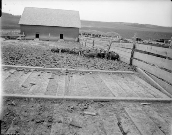 View of a pig pen with a large group of pigs. Identified as feeder pigs, with straw winter shelters for young stock. The straw frames were on poles with straw blown on the roofs during threshing time.