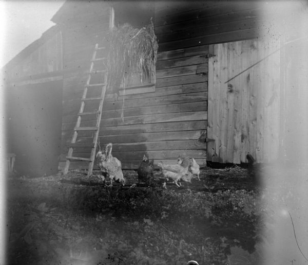 A group of five chickens near a ladder in a yard in front of a barn.