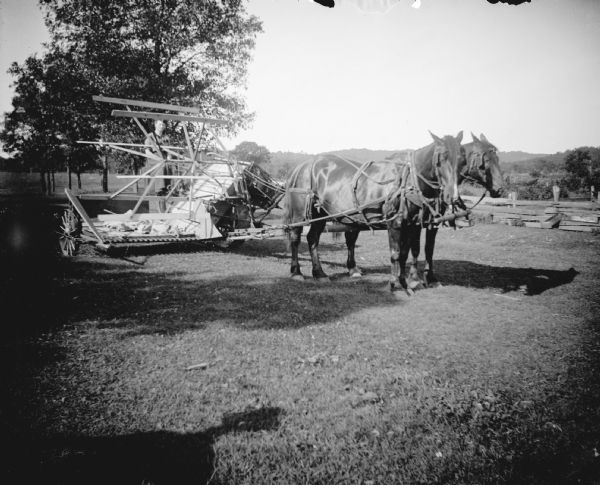 View across yard towards a man standing on the back of a reaper pulled by a team of two horses on a road.