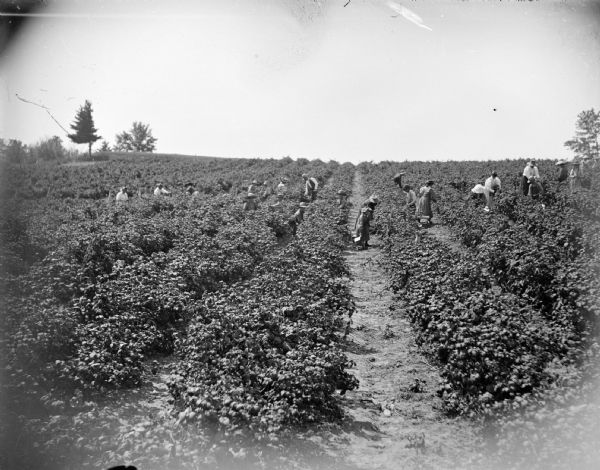 View down rows of a field towards men, women, and children picking vegetables, probably tomatoes, in a field.