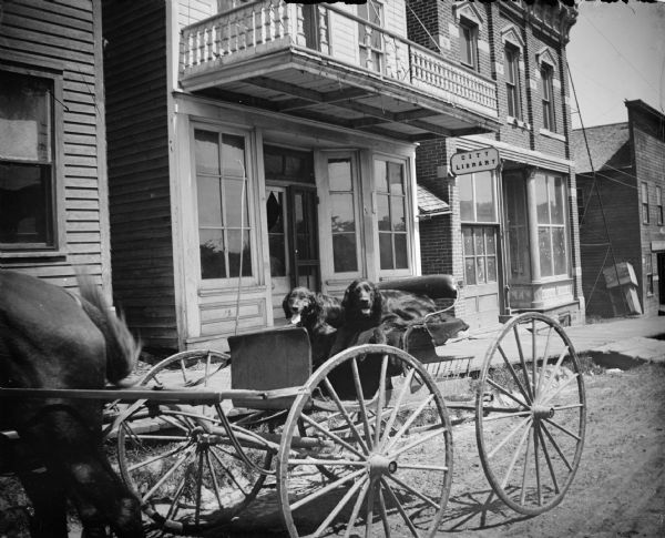 View of two dogs sitting on a wagon seat in a buggy. The buggy is hitched to a single horse. Location identified as the north side of Main Street between Second and Third Streets, in front of the City Library.