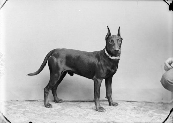 Studio portrait of dark-colored dog wearing a collar posing standing. On the far right is the knee and hand of an individual sitting on the right.