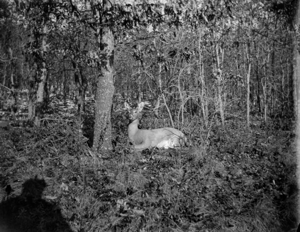 View towards a deer lying in the brush of a forest near the trunk of a tree. The shadow of the photographer is in the lower left corner.