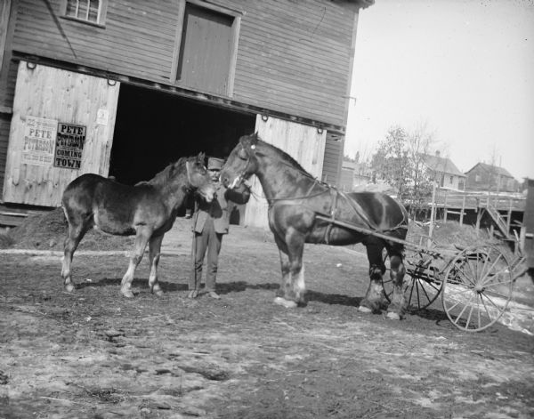 View across yard towards a man posing standing in the center displaying two horses. On the right is a large horse hitched to a buggy, and on the left is a young horse. In the background is a wooden building with open doors and a poster that reads: "Pete Peterson Is Coming to Town."