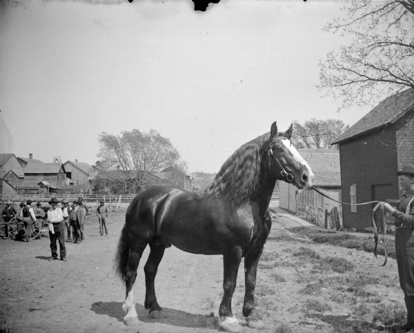 View towards man standing on the far right, displaying a single horse. In the background on the left is a group of men. Buildings and fences are in the far background on the left. There is a sidewalk in front of buildings on the right.