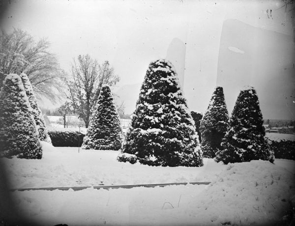 Outdoor portrait of sculpted shrubbery and ground under a cover of snow. Location identified as the yard of the Spaulding family.