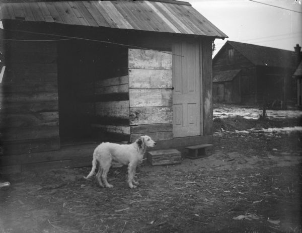 Outdoor view of a dog standing in a yard in front of a wooden building.