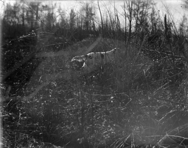 Outdoor view of a hunting dog pointing, partially visible in a field with high vegetation.