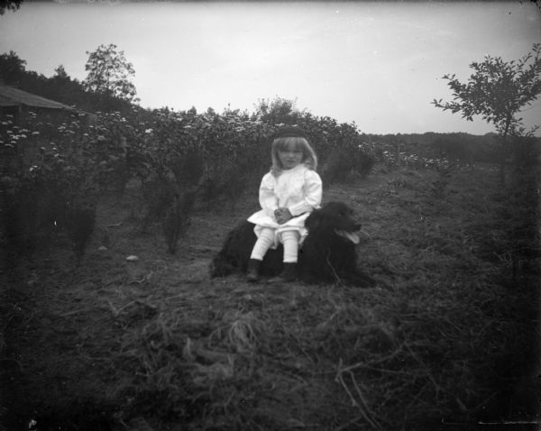 Outdoor view of a girl posing sitting on top of a dog sitting in a field in front of a flowering bush.