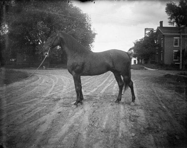 View of a horse being displayed on a town street by someone standing off-camera on the left. Buildings are in the background.