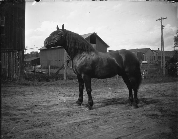 View of a horse being displayed on a town street by someone standing off-camera on the left. Barns and other buildings are in the background.