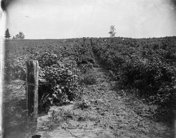 View of a cultivated field, with a fence post in the left foreground. A group of people are working in the field in the far background.
