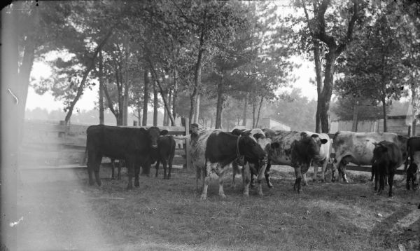A small herd of cows are standing in a pen. There is a man standing behind them.
