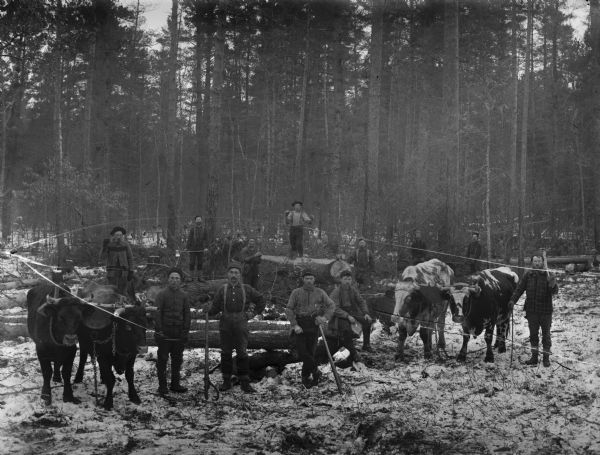 Outdoor group portrait of loggers with two teams of oxen.
