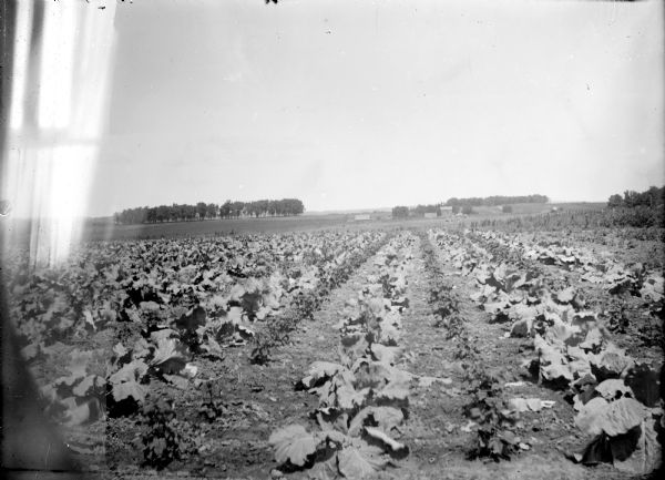 View of a field of leafy greens. A farm is in the background.