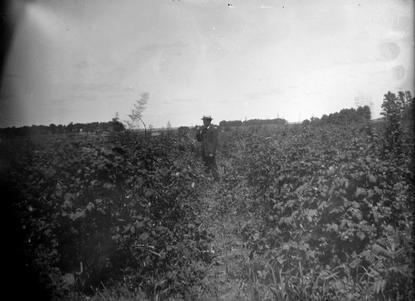 Outdoor portrait of a man standing in a field of vegetation, perhaps tomatoes. He is wearing a suit, and a boater hat.