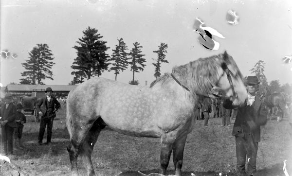 Man standing and displaying a horse outdoors. There are other men and children behind him on the left, and on the right is another horse. Perhaps a fairgrounds, with a long building in the distance.