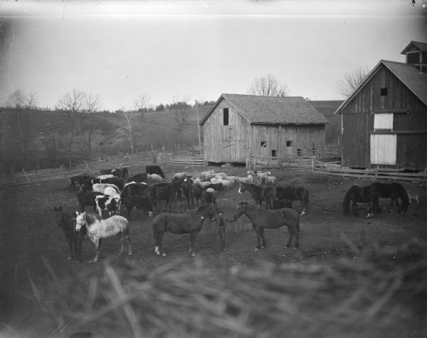 Outdoor view of a man displaying two horses near a herd of other horses, cows and sheep in the corral of a barn and another wooden building.