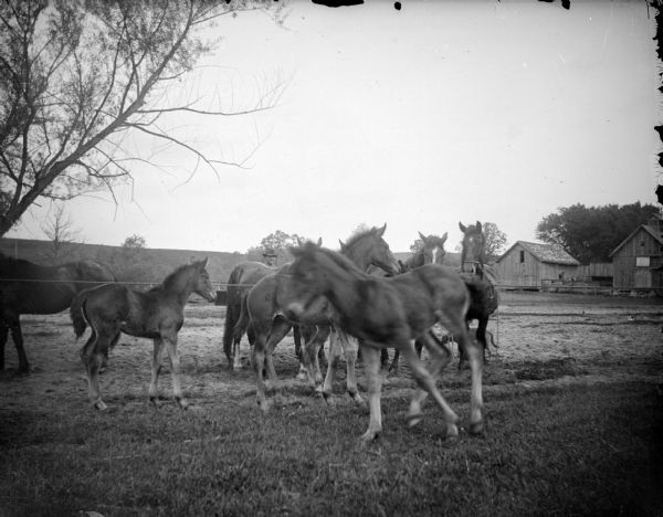 Outdoor view of a man standing behind a herd of horses, including foals, tied to a rope line. A dog is standing behind the horses legs. Wooden buildings are in the background on the right.