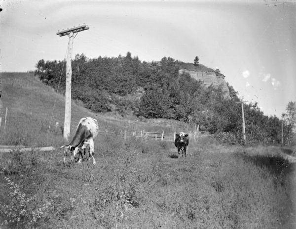 Outdoor view of two cows in a field near telephone poles and a rock outcropping in the background.