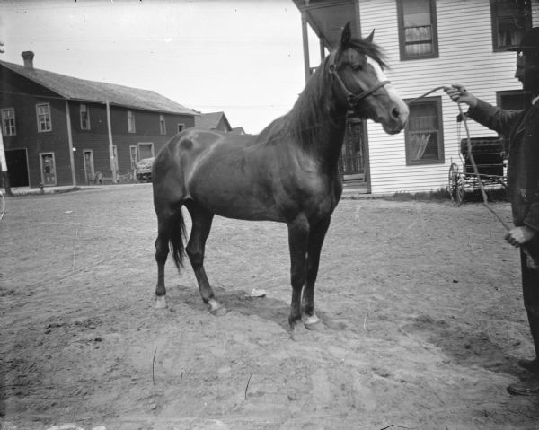 Outdoor view of a man posing standing, (partially visible) on the right displaying a horse on a town street. Location identified in Black River Falls by the Merchant's Hotel.