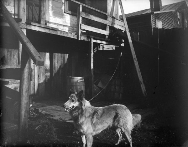 View towards a dog in a yard hitched with a chain to the second-story wooden landing of a building. Another building is behind a fence in the background.