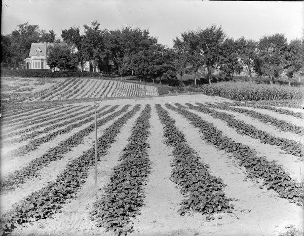 A view of the strawberry fields at Lake's Nursery located north of Harrison and Tenth Streets. In the foreground is a rake standing upright in the ground. A cornfield is on the right. The O'Hearn residence is in the background on the left among trees.
