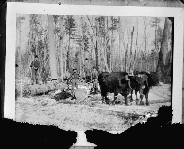 Copy photograph of logs being hauled by oxen. A group of seven lumberjacks are standing among the logs.