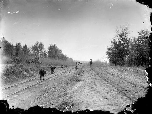 Two cows are walking down railroad tracks. A man is standing on the road on the right near a small building, looking towards buildings in the distance.