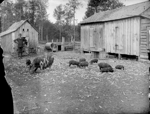 View of a big sow and younger pigs between two farm buildings. A man is standing next to a buggy on the left.