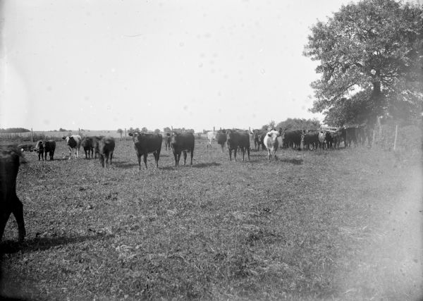 A field with a herd of cattle.