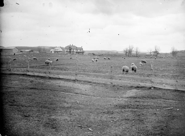 A view of a pasture with several sheep. Dwellings and other farm buildings in the background.