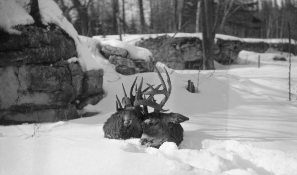 Two dead bucks with locked antlers are nearly buried in snow. The heads were mounted and hung in the Hotz family Europe Lake cottage until they were stolen.