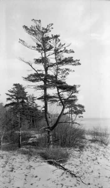 View looking north on the shore of Europe bay. A picturesque old pine stands near the site of the old pier.
