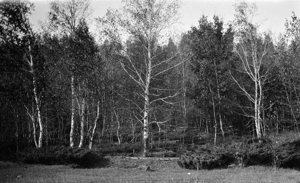 A scene of birch trees and low growing junipers on the Levi Vorous farm at Fish Creek.