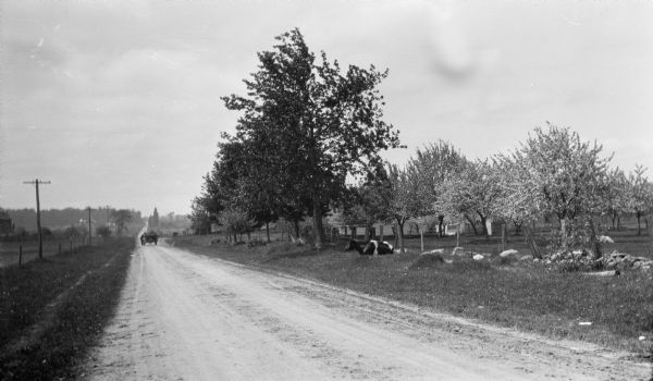 A cow, lying outside the fence, observes a car stopped on Sturgeon Bay Road (now Highway 42). Cherry trees bloom inside the fence.