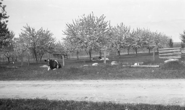A cow lies along the road outside a fence; two calves lie behind the fence under blooming cherry trees. The road is identified as Sturgeon Bay Road, now Highway 42.