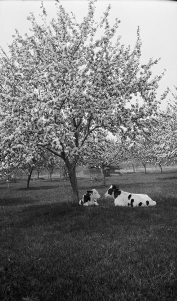 Two calves lying under blooming cherry trees in a Door County orchard.