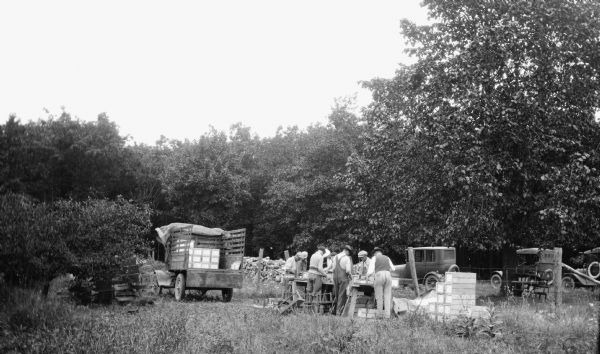 A group of men and women pack cherries on a bench made of planks and sawhorses. Fruit crates are stacked on the ground and in the back of a nearby truck. On the right are three parked cars.