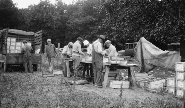 A group of men and women pack cherries on a workbench made of planks and sawhorses. Wooden fruit crates are stacked in a truck and on the ground. There are two cars in the background. The young man in the white bucket hat is the photographer's son, Fedy (Ferdinand Leonard Hotz.)