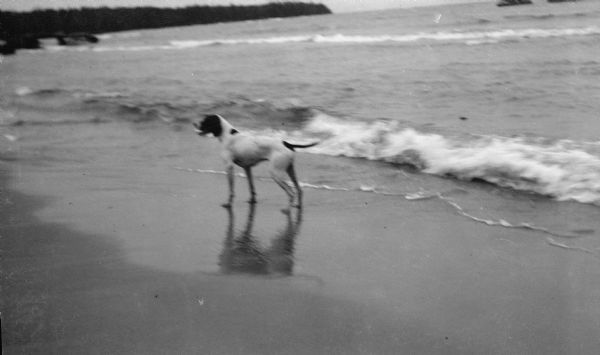 A German shorthaired pointer stands on the beach at Newport.