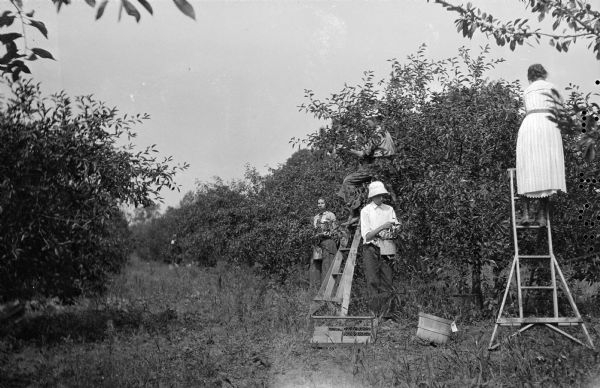 The photographer's son Fedy (Ferdinand Leonard Hotz), in hat, and daughters pick cherries at the family orchard. Two of his daughters are standing on orchard ladders; a basket and trug lie on the ground.