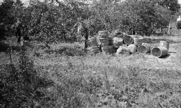 Baskets and their lids are stacked in a cherry orchard.