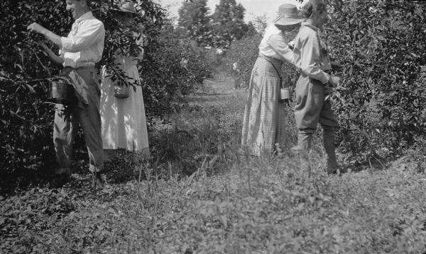 A man and three women pick cherries. Each has a small bucket tied around their waist.