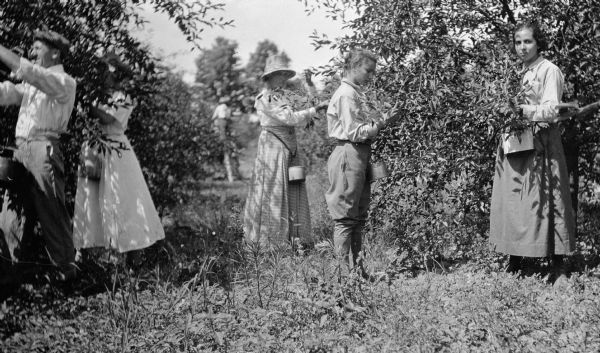 The photographer's wife, Clothilde, center, and two of his daughters, on the right, pick cherries with others in the family's orchard. They have small pails tied around their waists.