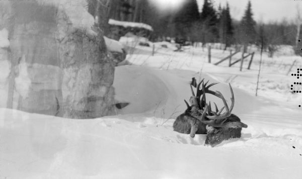 Two dead whitetail bucks with locked antlers, in deep snow near a rock outcropping.