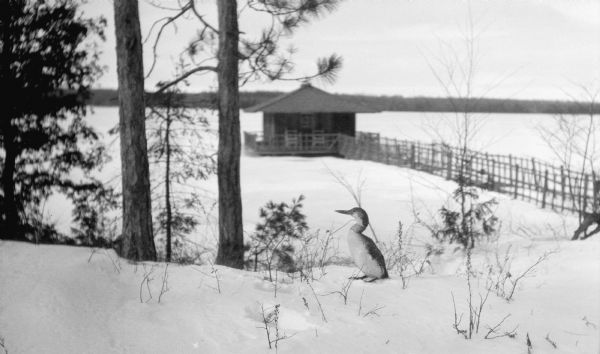 A juvenile loon stands in the snow on the hill above Europe Lake. The Hotz boathouse, with its walkway and rustic railing, is in the background.