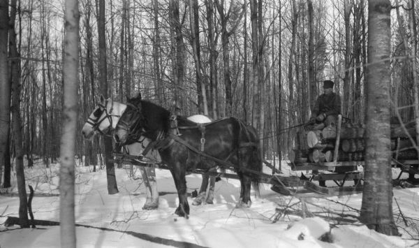 A man sits on a load of logs on a sled while driving a team of two horses through the woods.
